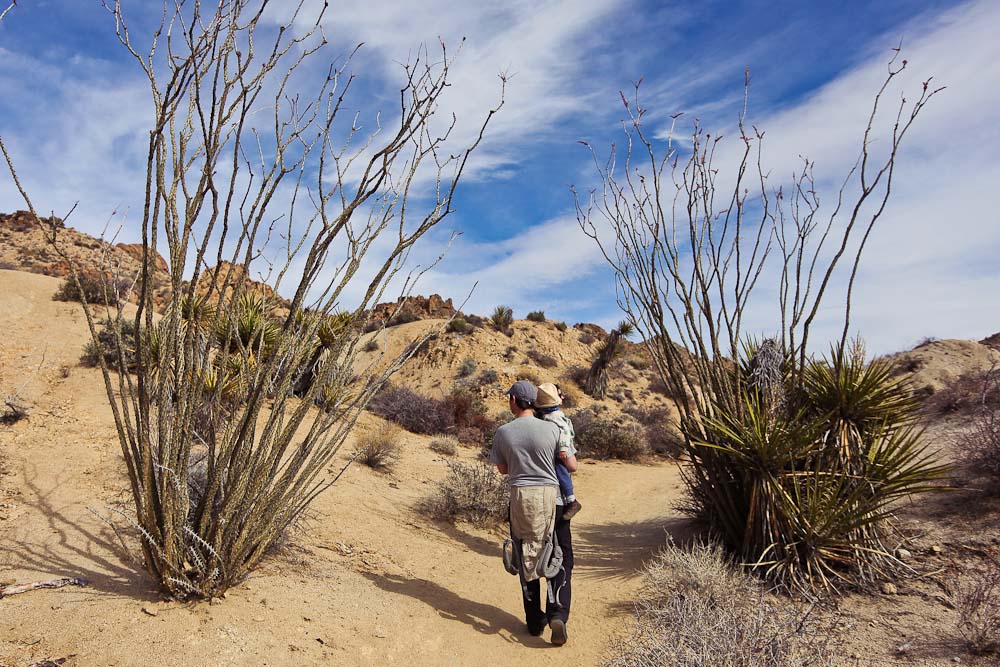 Joshua Tree Nationalpark mit Kleinkind: Ocotillos am Lost Palms Oasis Trail