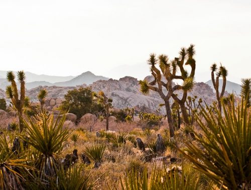 Joshua Tree National Park Vegetation