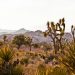 Joshua Tree National Park Vegetation