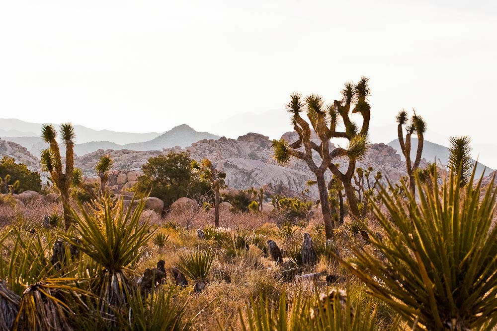 Joshua Tree National Park Vegetation