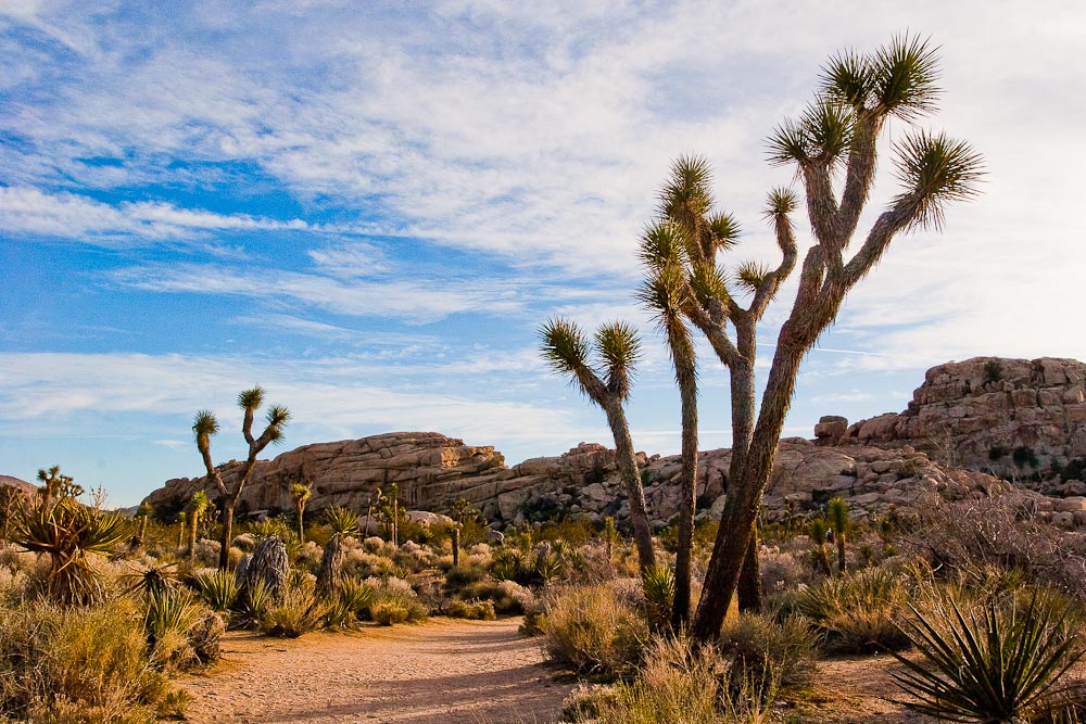 Barker Dam Trail im Joshua Tree National Park wandern