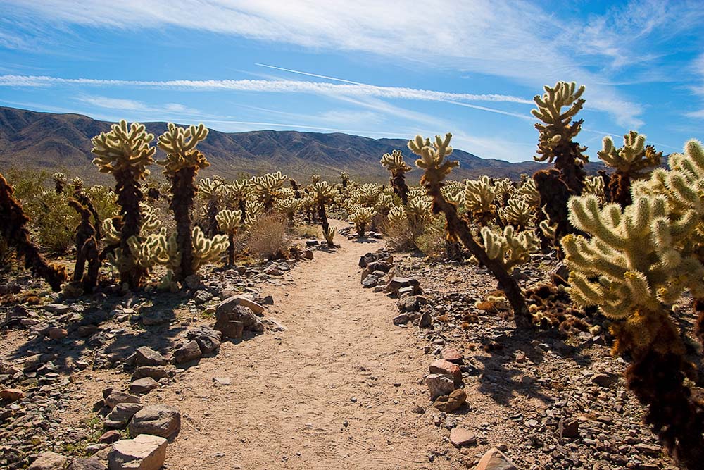 Joshua Tree Nationalpark Highlights: Cholla Cactus Garden 
