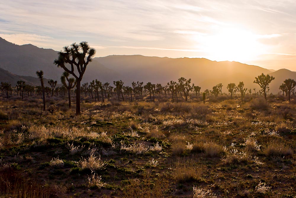 Sonnenuntergang im Joshua Tree National Park