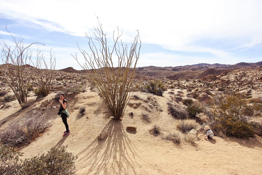 Ocotillos im Joshua Tree National Park wandern
