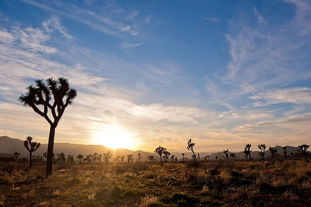 Joshua Trees im Abendlicht