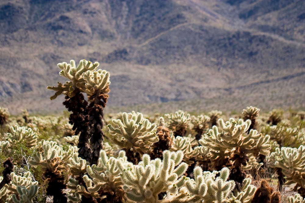 Cholla Cactus Garden, Joshua Tree National Park