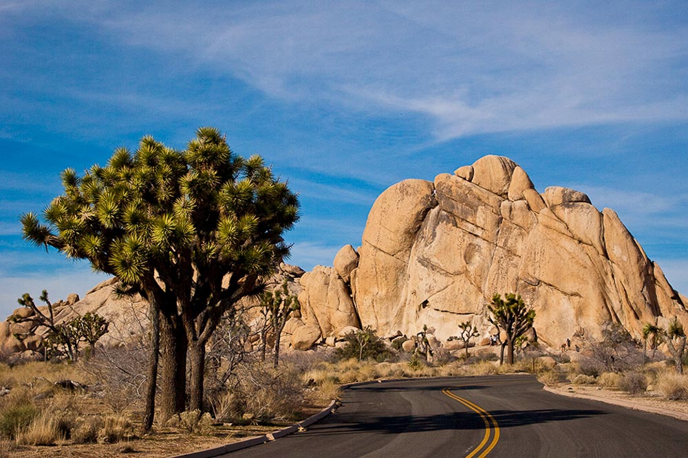 Park Boulevard im Joshua Tree National Park