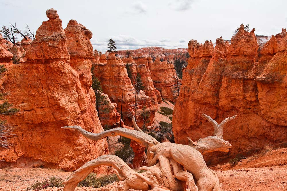 Bryce Canyon Queens Garden Trail wandern