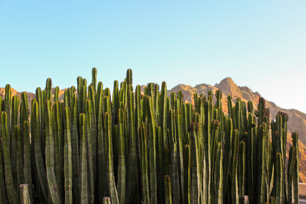 Kakteen in der Masca Schlucht auf Teneriffa