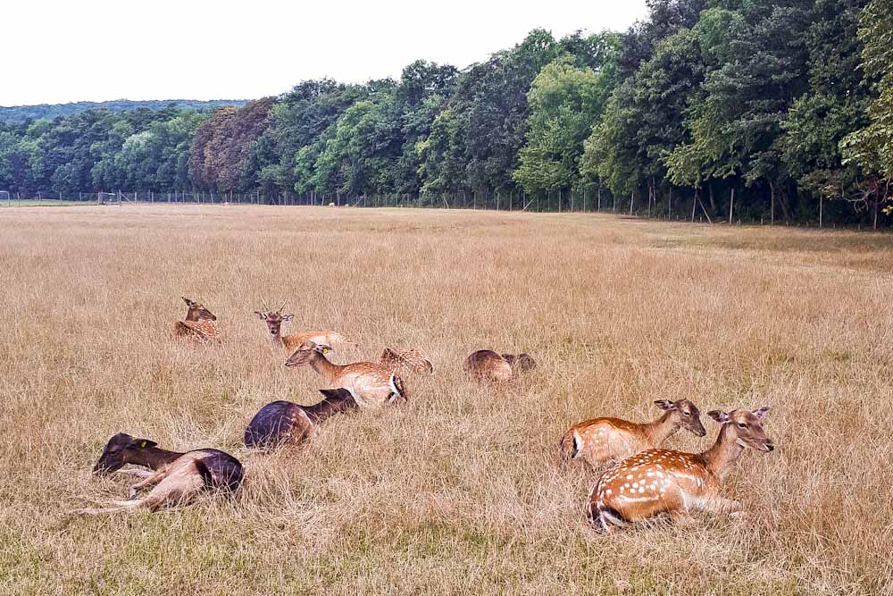 Hermesvilla mit Kindern: Damwild-Gehege
