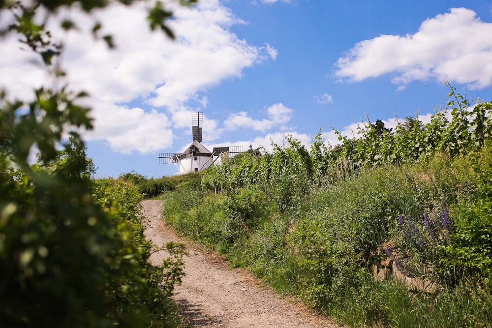 Leichte Wanderung zur Retzer Windmühle