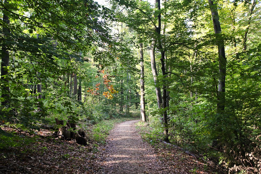 Wienerwald wandern: Stadtwanderweg 2 in Wien