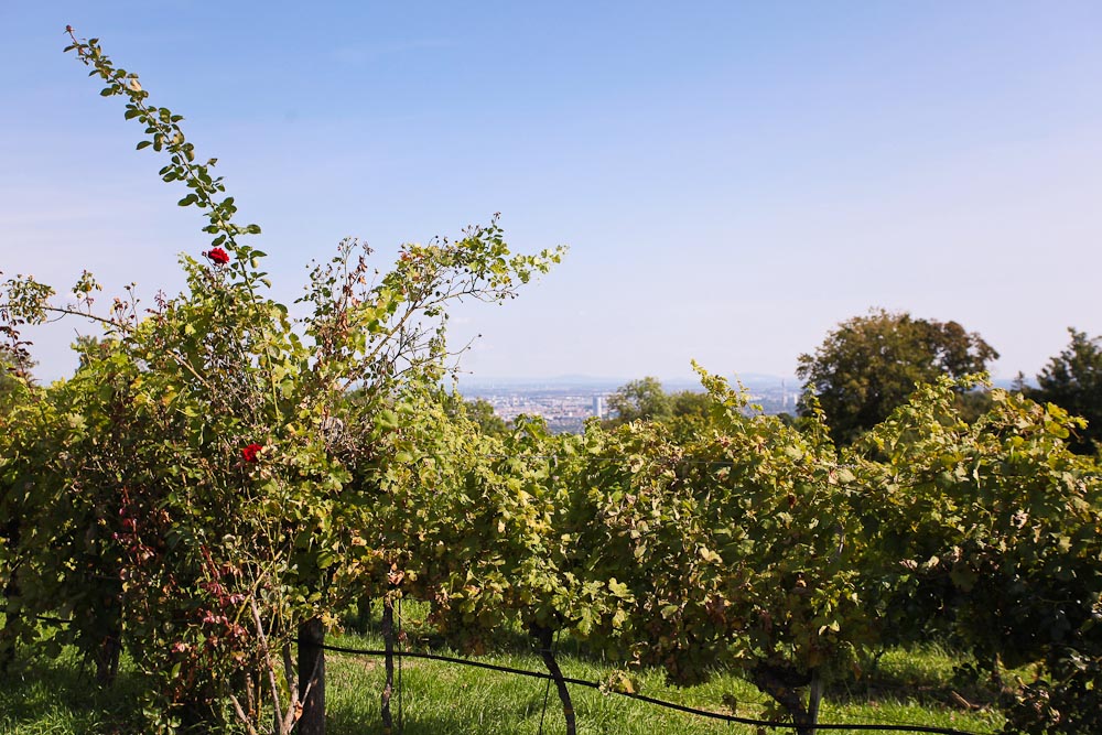 Stadtwanderweg 2: Cobenzl Aussicht auf Weinberge und Wien