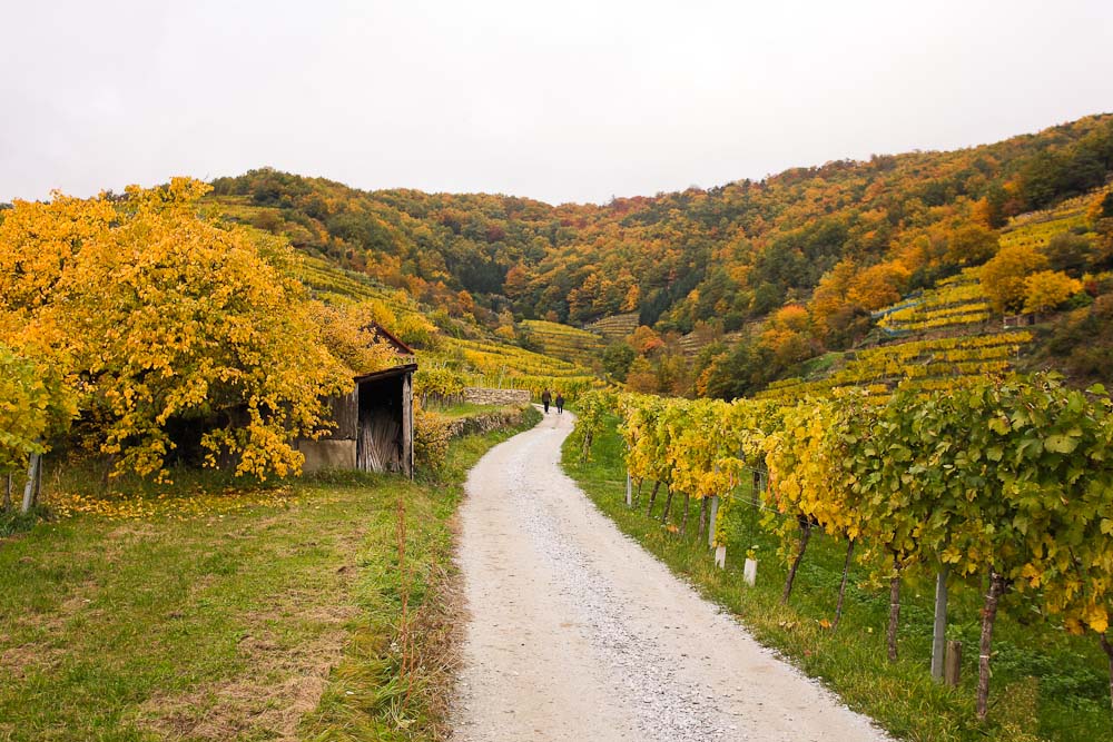 Panoramaweg Weißenkirchen und Weinberge im Herbst