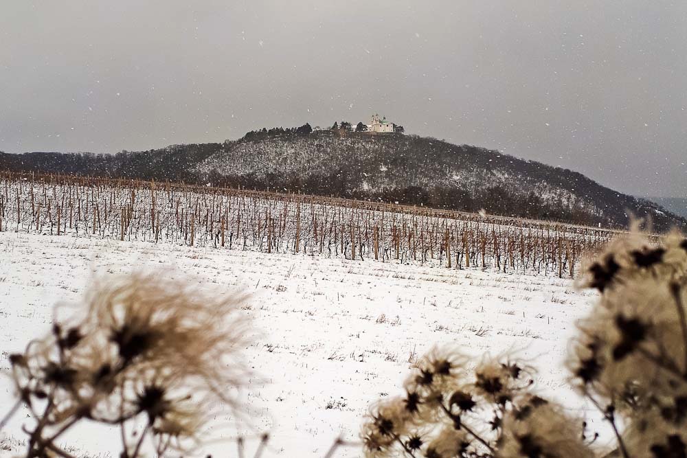 Der Stadtwanderweg 1a bei Schnee im Winter - Blick auf den Leopoldsberg