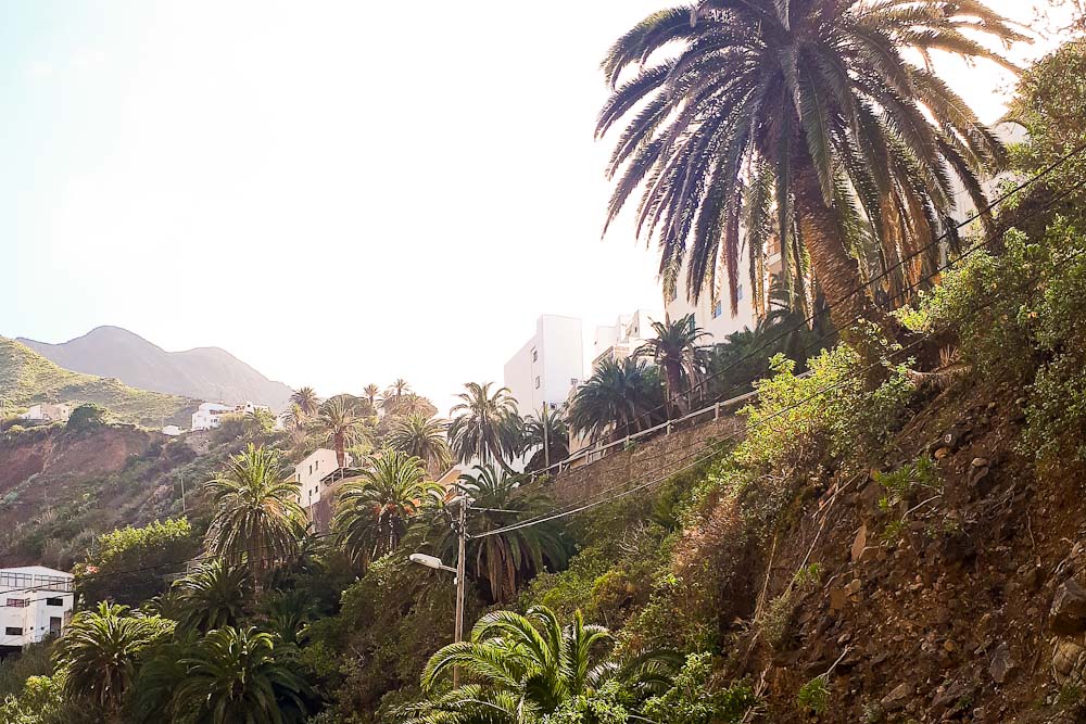 Teneriffa Anaga Gebirge Palmen