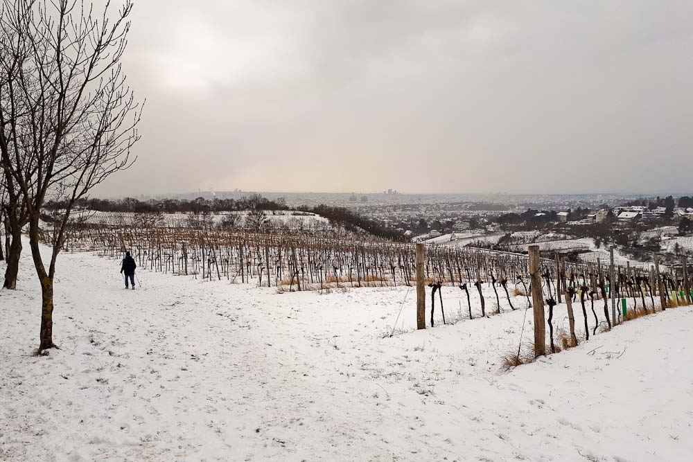 Auf dem Stadtwanderweg 1a durch die Weinberge im Winter