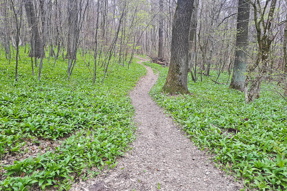 Bärlauch im Wienerwald am Stadtwanderweg 4