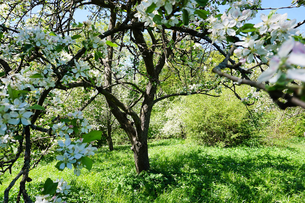 Wien Stadtwanderweg 3 Apfelbaum