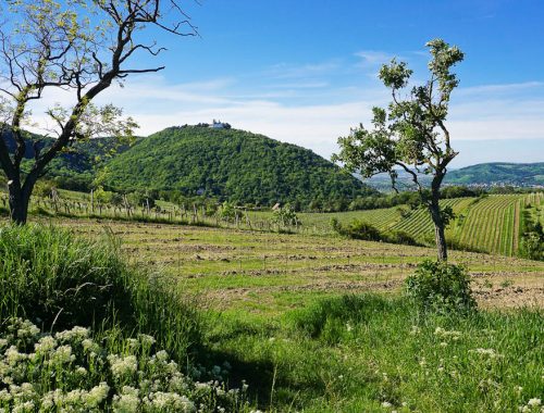 Stadtwanderweg 1: Durch die Weinberge