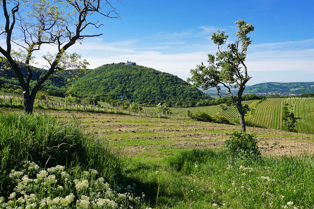 Stadtwanderweg 1: Durch die Weinberge