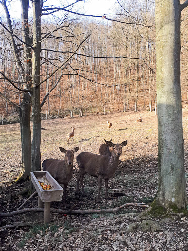 Hirsche im Naturpark Purkerdorf