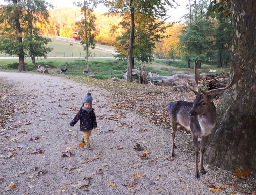 Hirsche hautnah im Wildpark Ernstbrunn