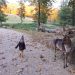 Hirsche hautnah im Wildpark Ernstbrunn