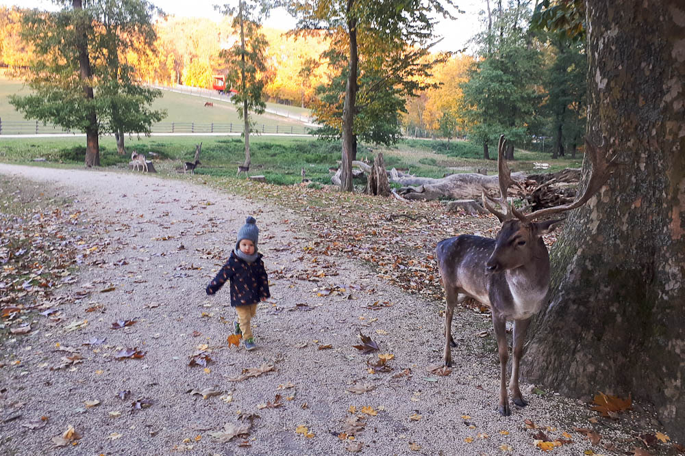 Hirsche hautnah im Wildpark Ernstbrunn