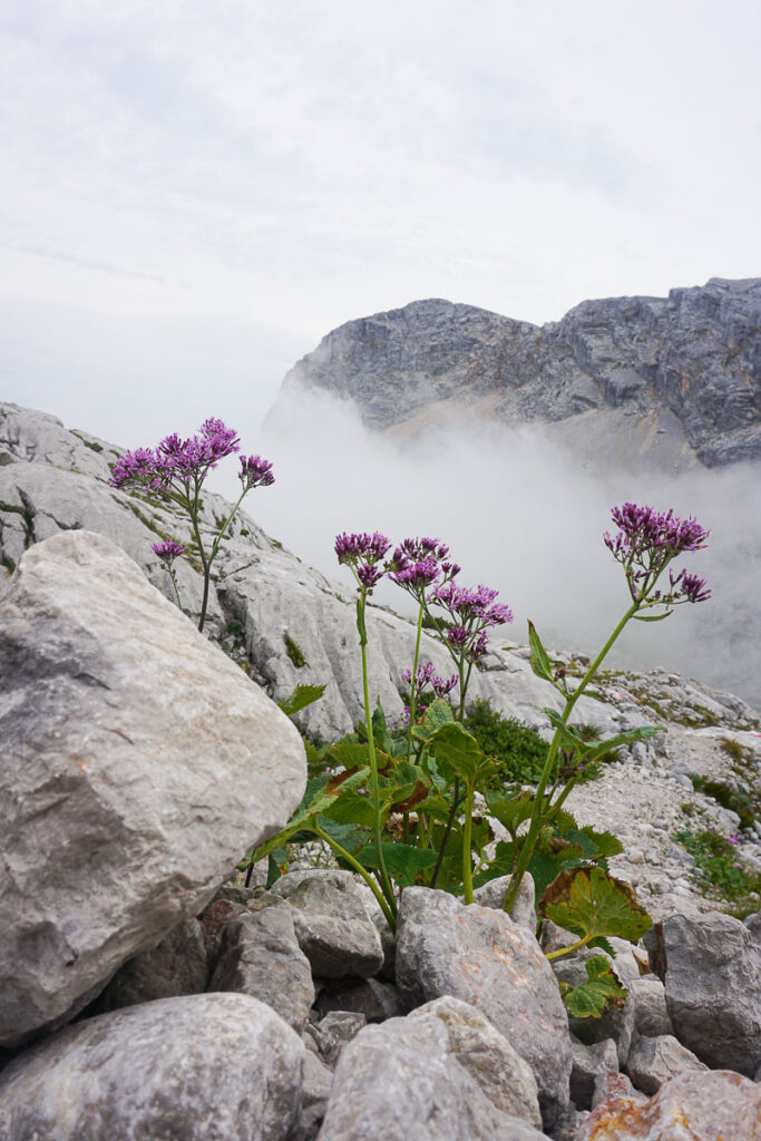 Wandern am Dachstein Blumen