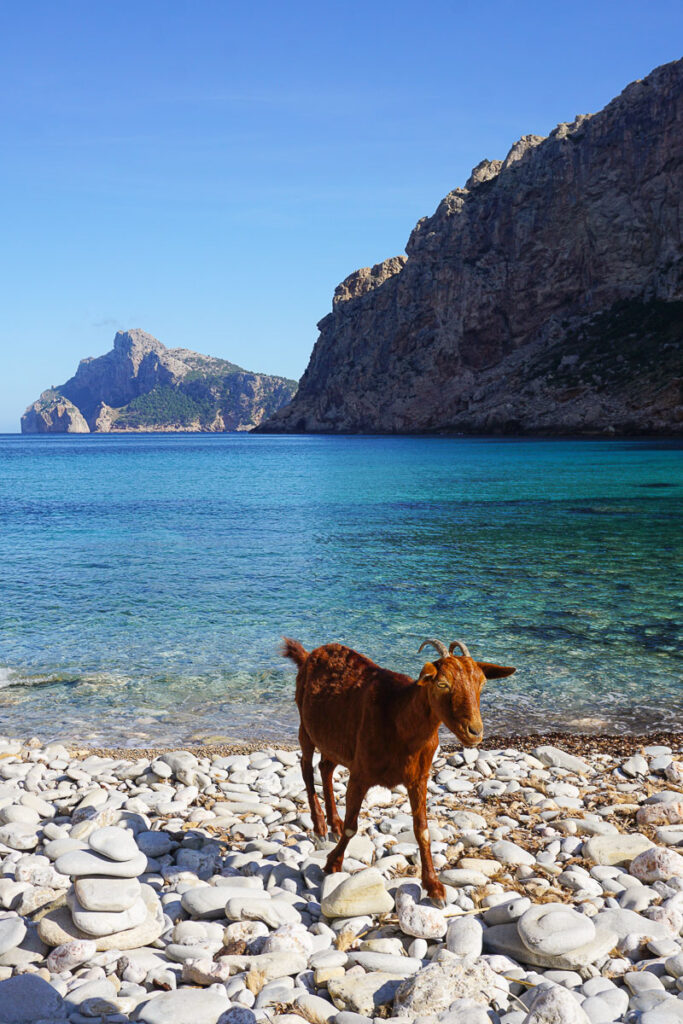 Mallorca Ziege Cala Boquer