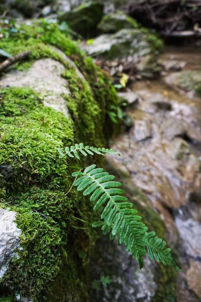 Würflach Johannesbachklamm Farn