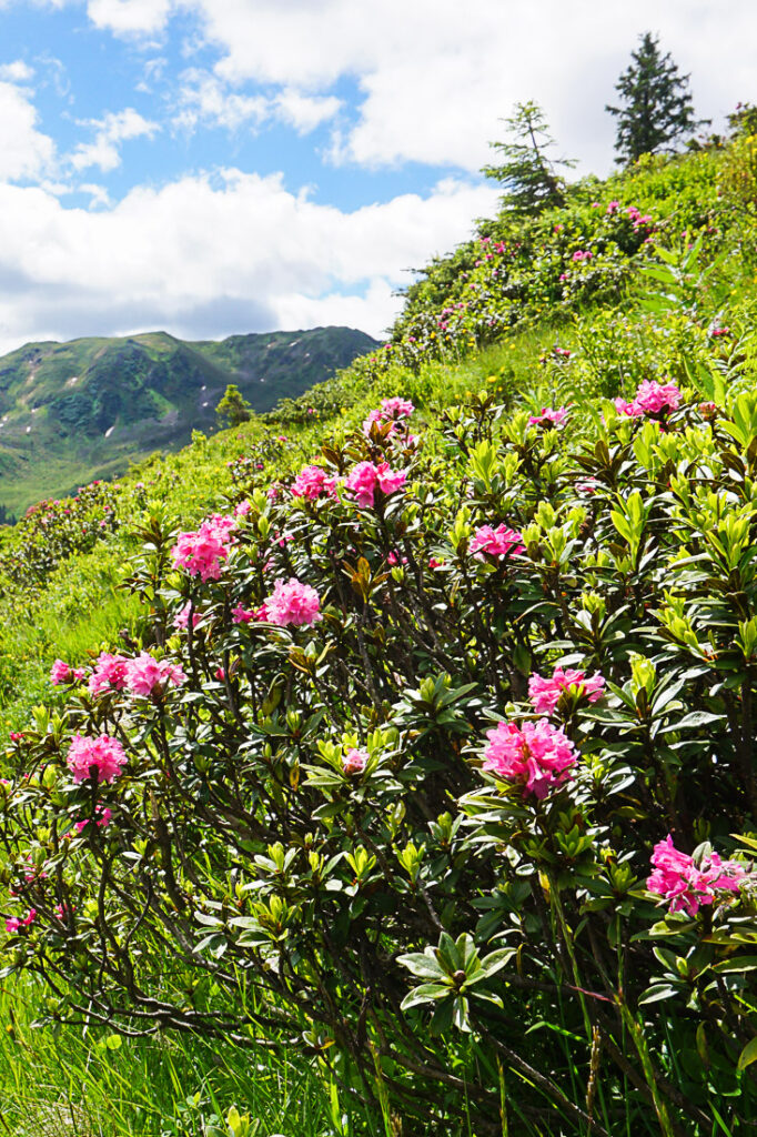 Tirol Innsbruck Zirbenweg Alpenrosen