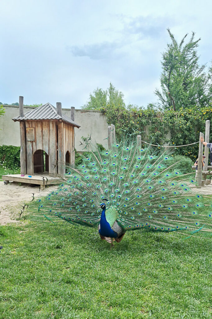 Pfau am Spielplatz von Schloss Eggenberg mit Kindern