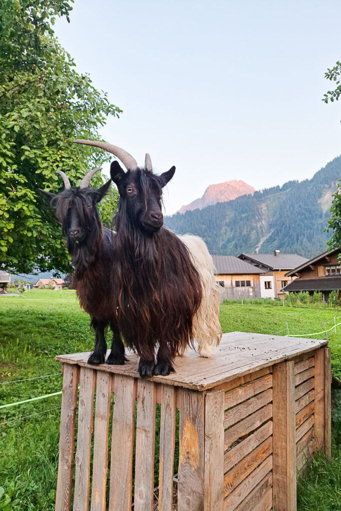 Bregenzerwald Urlaub am Bauernhof