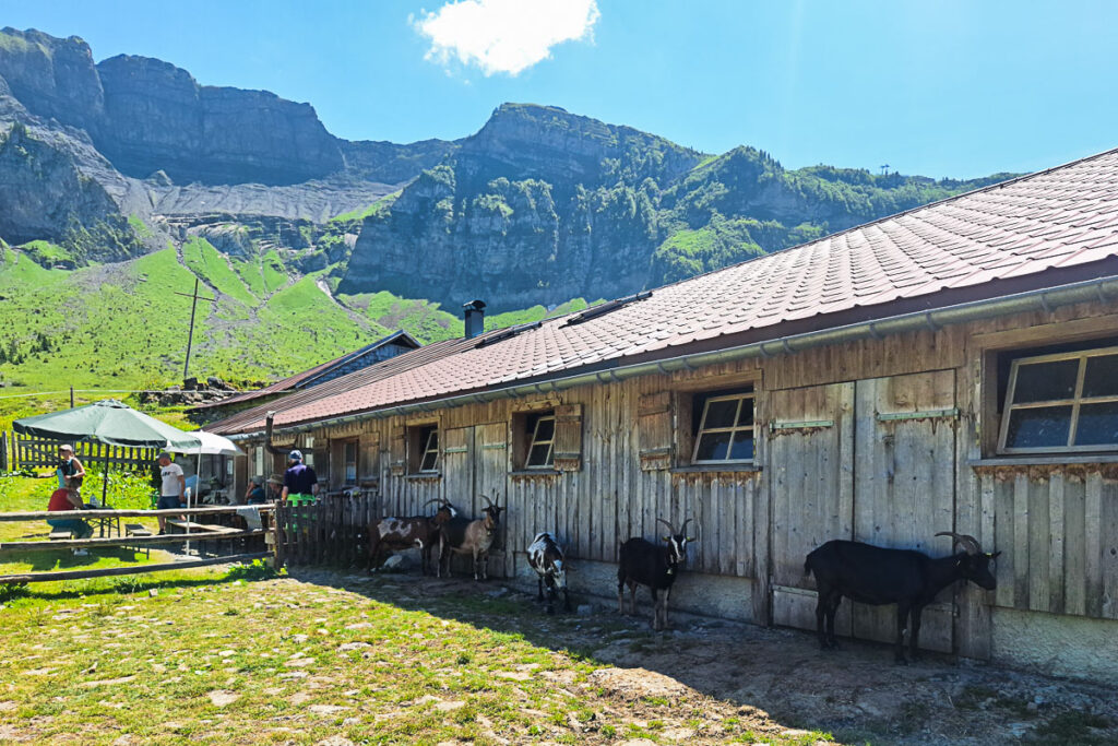 Alpe Kanis 