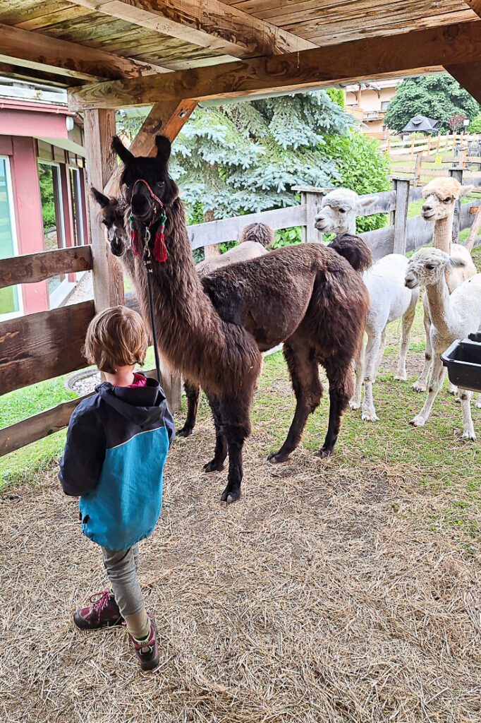 Alpakawanderung Seefeld in Tirol mit Kindern
