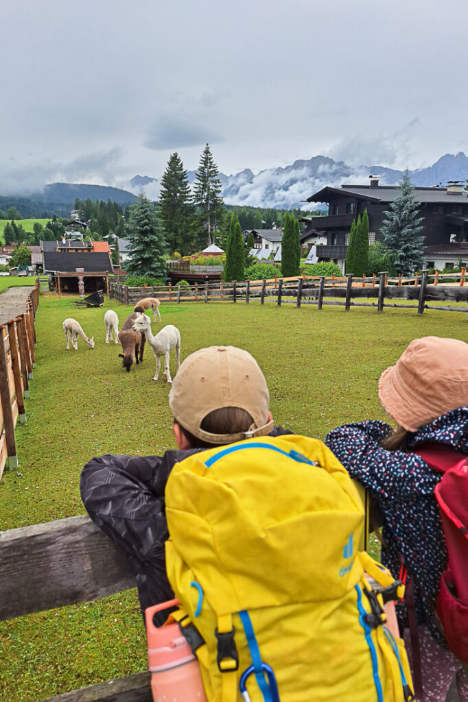 Seefeld in Tirol Alpakawanderung