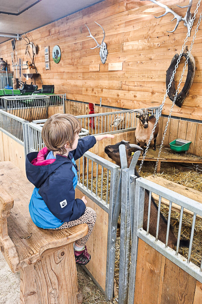 Streichelzoo Sigis Sauhaufen