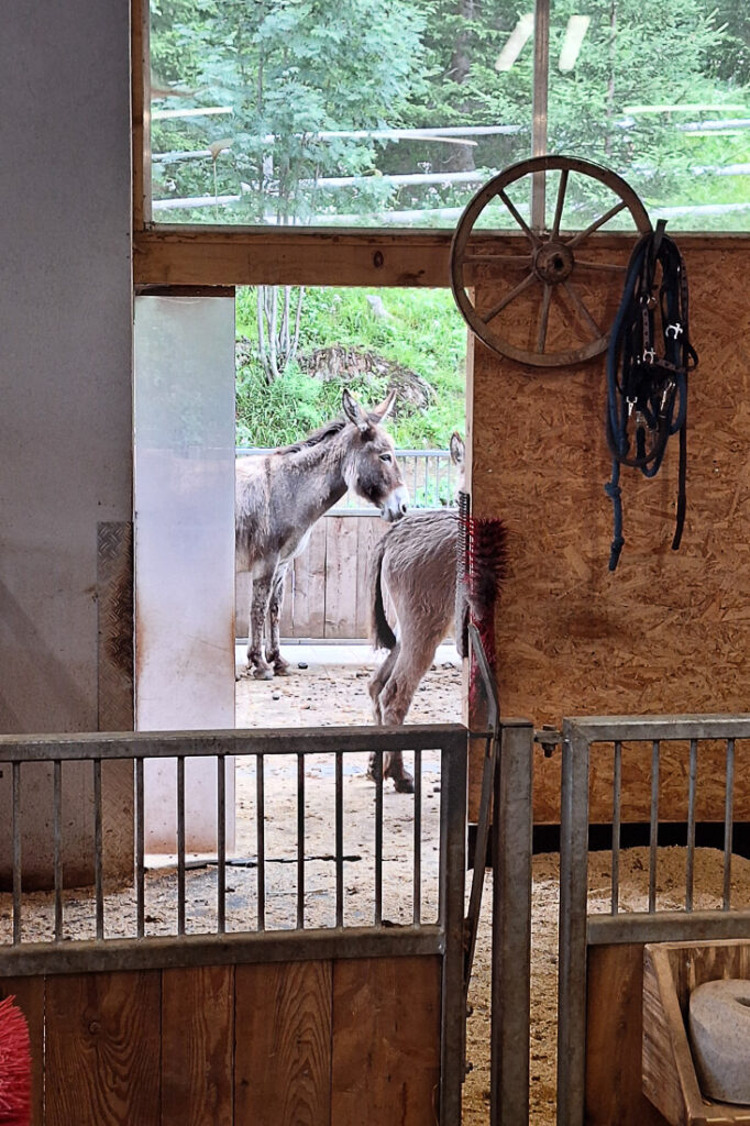 Sigis Sauhaufen Streichelzoo Seefeld