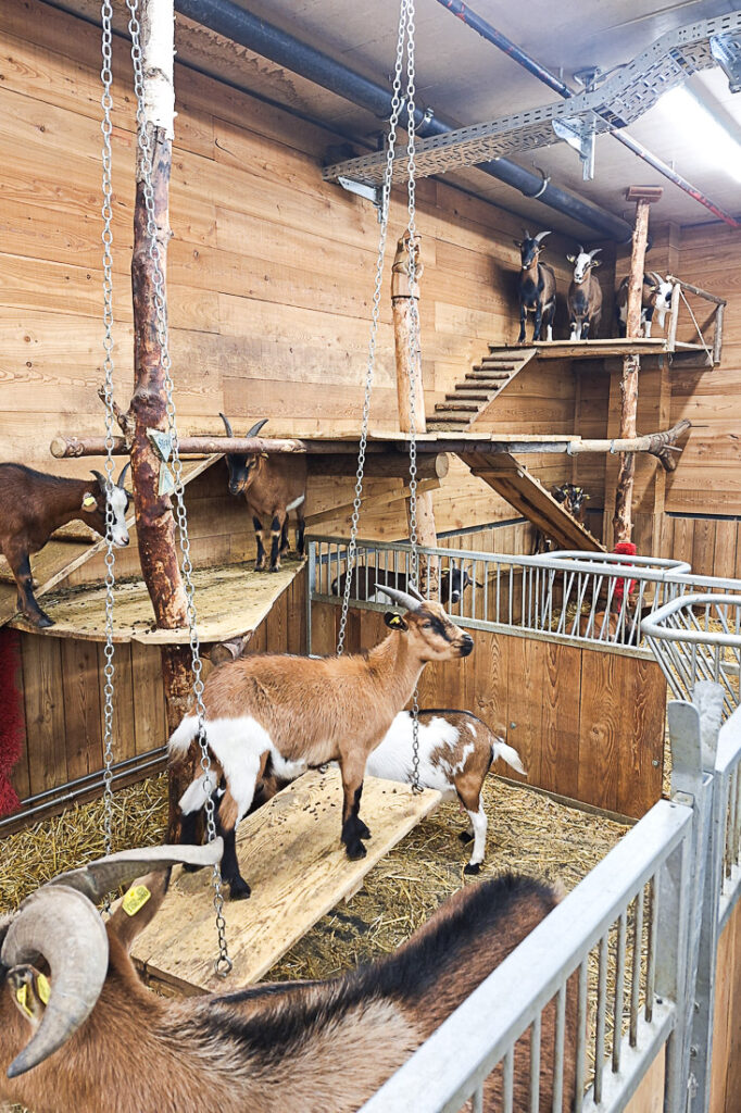 Sigis Sauhaufen Seefeld