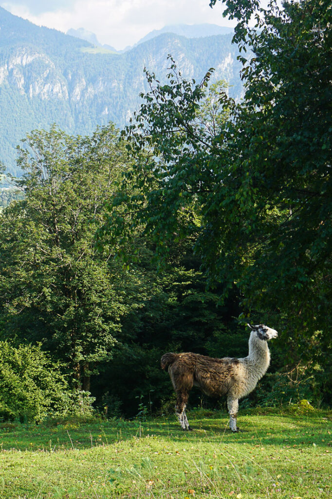 Lamas bei der Ruine Auerburg in Oberaudorf am Schlossberg