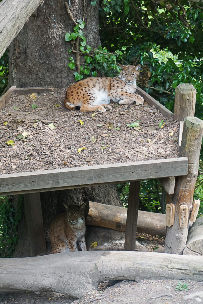 Luchs Alpenzoo Innsbruck