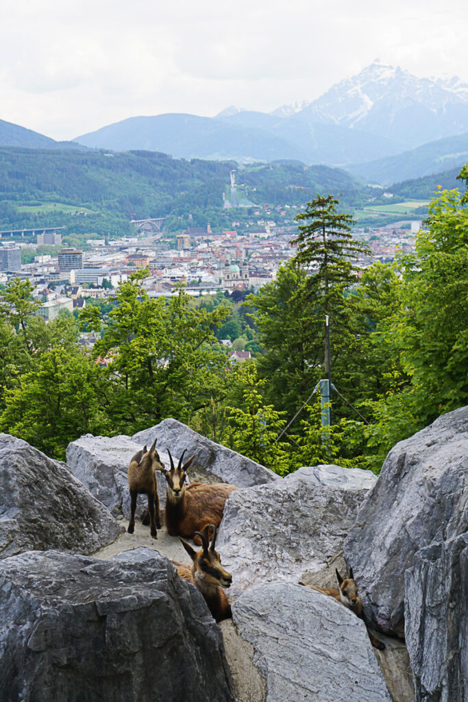 Gämsen im Alpenzoo Innsbruck
