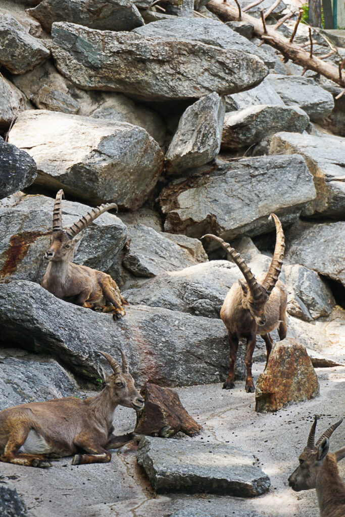 Steinböcke Alpenzoo Innsbruck