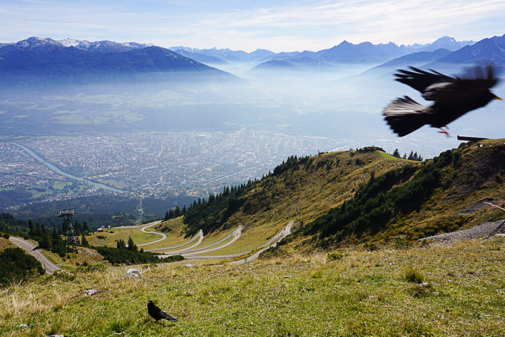 Innsbruck Nordkette Aussicht mit Dohle