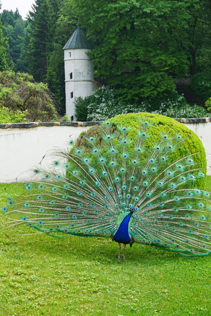 Pfau im Schlosspark Ambras