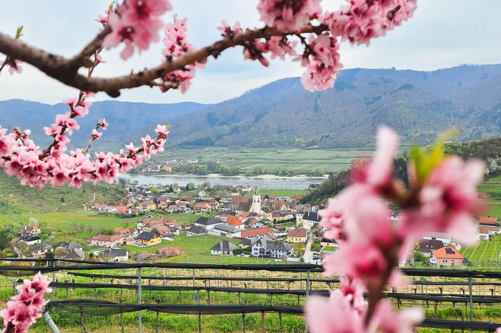Wachau wandern: Spitz an der Donau