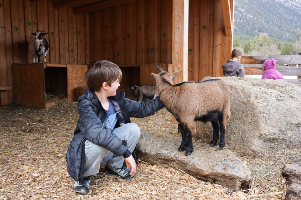 Ziegengehege Bauernhof im Hotel Stern