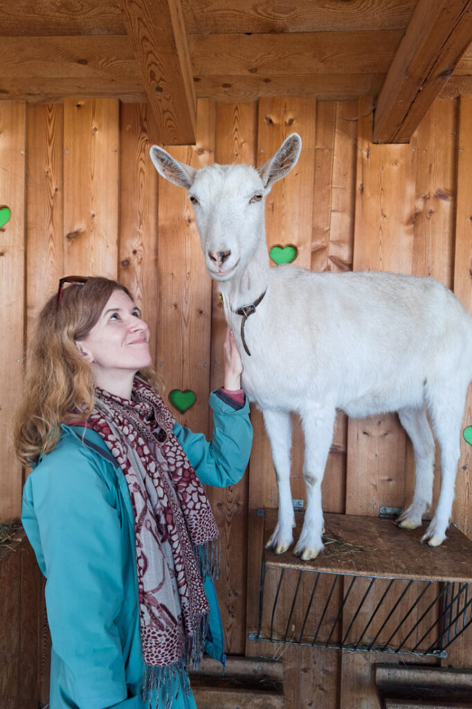 Ziege Bärli Hotel Stern